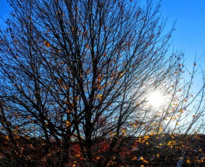 winter tree